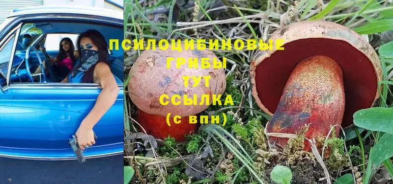 гидра ТОР Ессентуки Псилоцибиновые грибы Cubensis